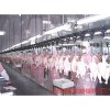 雞、鴨家禽屠宰分割流水線(xiàn)，家禽屠宰線(xiàn)