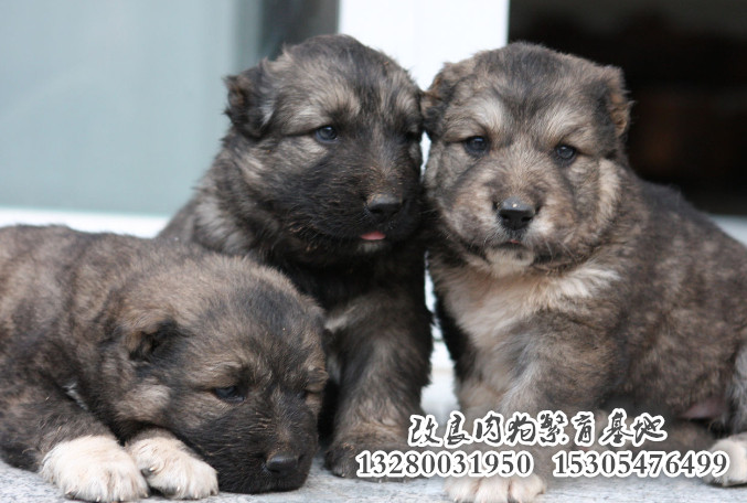 養(yǎng)殖肉狗，成本低利潤(rùn)高，有意者歡迎加盟